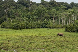 WCS Awarded $60 Million by the Bezos Earth Fund to Advance Conservation in the Congo Basin and the Andes-Amazon (English, Spanish, and French)